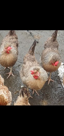 Fertile Cream Legbar Eggs