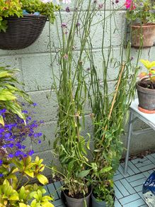 Verbena bonariensis