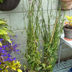 Verbena bonariensis