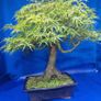 Mature Japanese Maple Bonsai Image 3