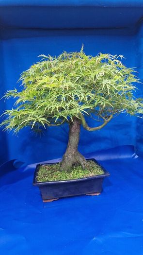 Mature Japanese Maple Bonsai