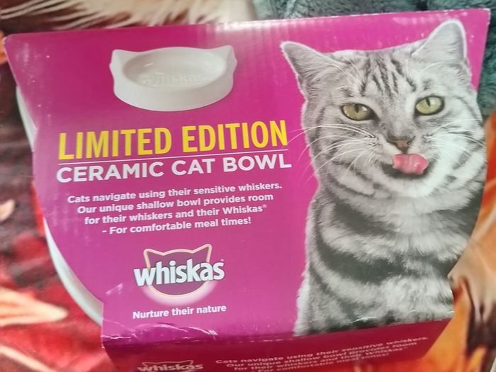 cat bowl