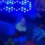 SPS Coral Frags Image 7