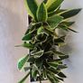sansevieria Laurentii planter Image 4