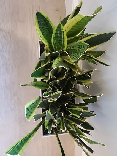 sansevieria Laurentii planter