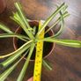 Spider plant house plant Image 4