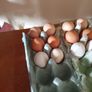 hatching eggs Image 2