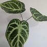 Anthurium Crystallinum Plant Image 2