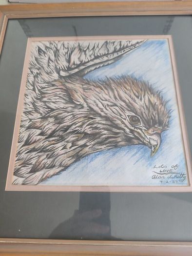 Lovely Fraamrd Signed Pictuer Of Egale  Pencel Coloered By Alan Whitty.