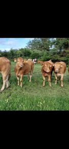 Pedigree Registered Limousin Heifers