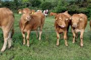 Pedigree Registered Limousin Heifers