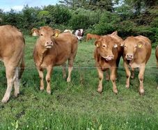 Pedigree Registered Limousin Heifers