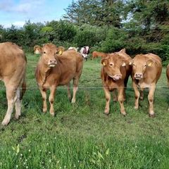 Pedigree Registered Limousin Heifers