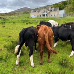 Weanling bullock