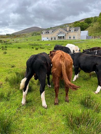 Weanling bullock