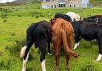 Weanling bullock