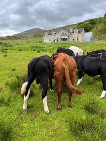 Weanling bullock