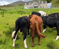 Weanling bullock