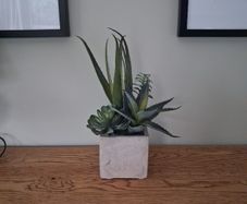 Faux Potted Cacti and Succulents