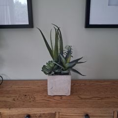Faux Potted Cacti and Succulents