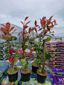 red robin hedging