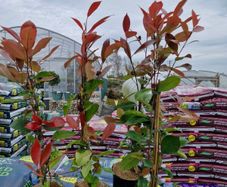 red robin hedging