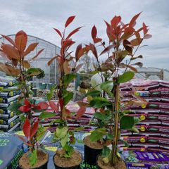 red robin hedging