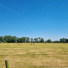 Hay suitable for any animal
