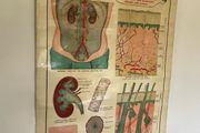Vintage Poster Anatomical Wall Chart 1940s