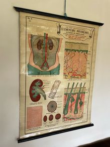 Vintage Poster Anatomical Wall Chart 1940s