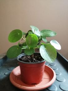 Money plant