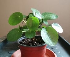 Money plant