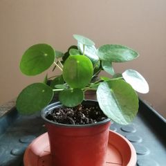 Money plant