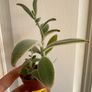 Various House Plants and Cuttings Image 10