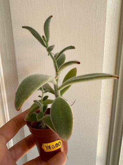 Various House Plants and Cuttings