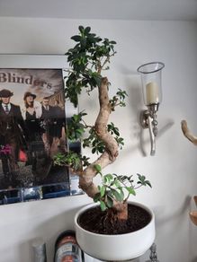 bonsai tree