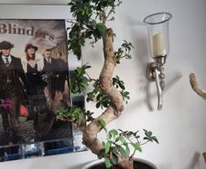 bonsai tree