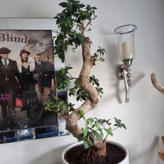 bonsai tree