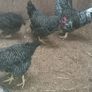 Pullets/hens/roosters/point of lay/ Image 8