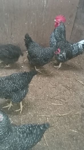 Pullets/hens/roosters/point of lay/
