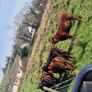 Stabiliser Heifers Image 5