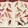 1952. Collins Pocket Guide To British Birds. Image 4
