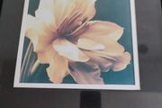 Lovely framed print still life of blooming flower.