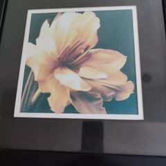 Lovely framed print still life of blooming flower.