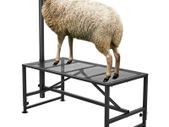 Livestock Stand Goat Trimming Stand 21