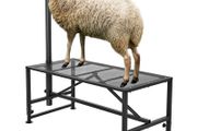 Livestock Stand Goat Trimming Stand 21"-33" Height 47x23 in Tabletop Black