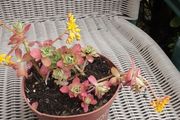 In flower succulant plant