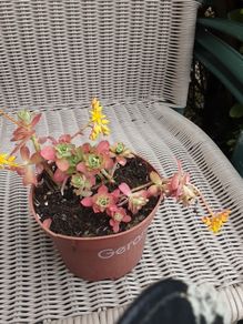 In flower succulant plant