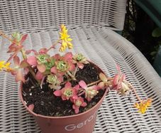 In flower succulant plant