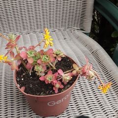 In flower succulant plant